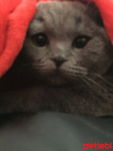 Scottish Fold, Kedi  Yoda fotoğrafı