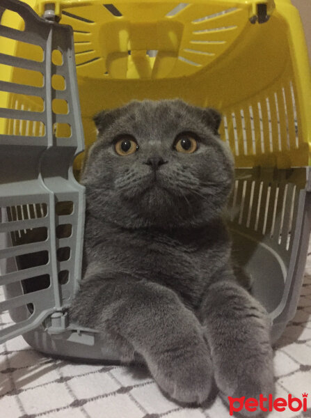 Scottish Fold, Kedi  Yoda fotoğrafı