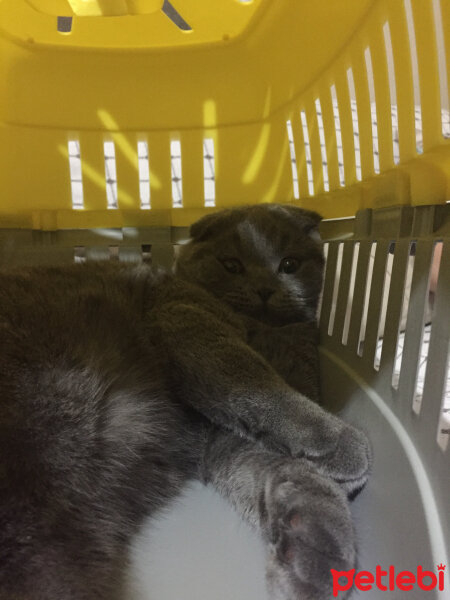 Scottish Fold, Kedi  Yoda fotoğrafı