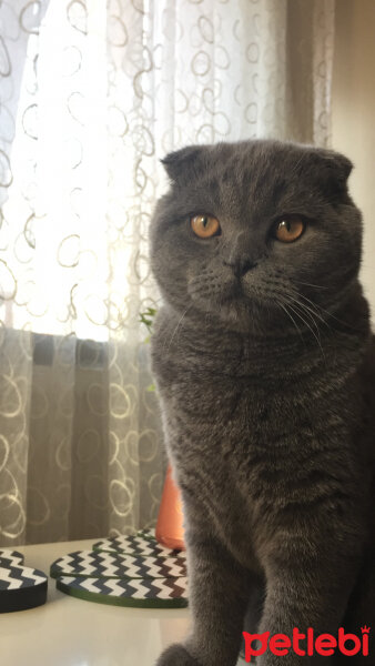 Scottish Fold, Kedi  Yoda fotoğrafı