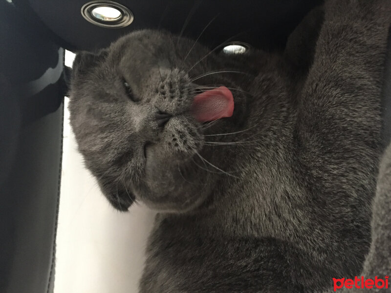 Scottish Fold, Kedi  Yoda fotoğrafı