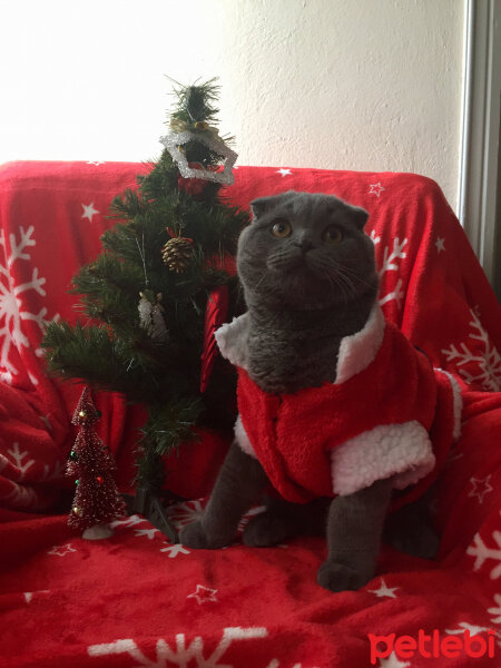 Scottish Fold, Kedi  Yoda fotoğrafı