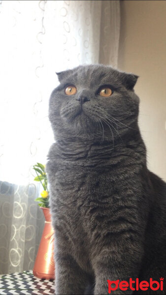 Scottish Fold, Kedi  Yoda fotoğrafı