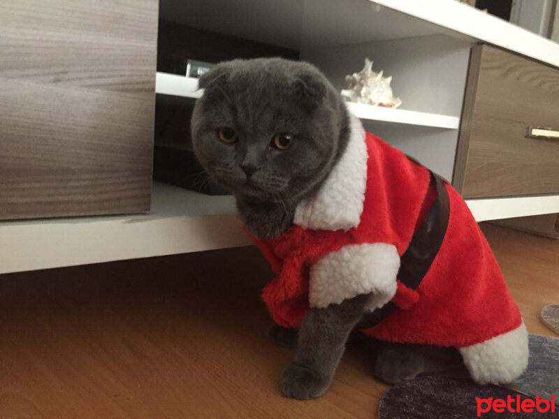 Scottish Fold, Kedi  Yoda fotoğrafı