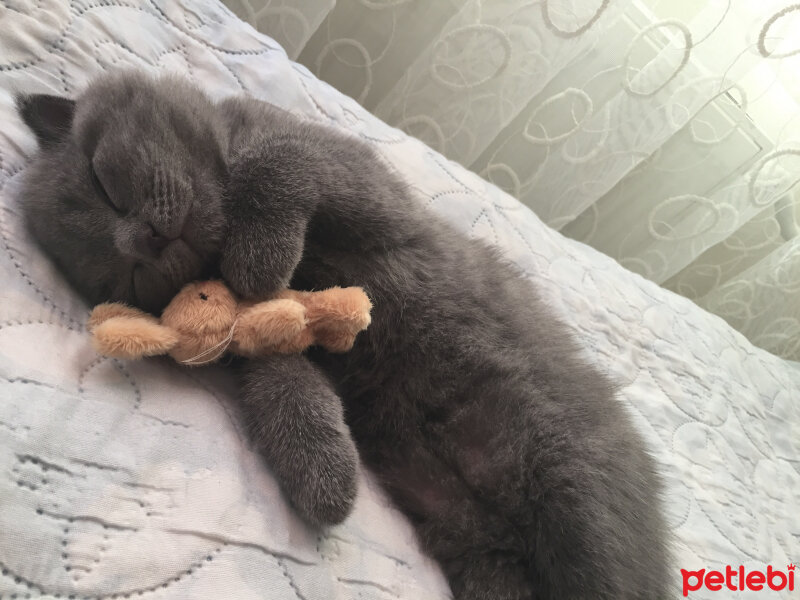 Scottish Fold, Kedi  Yoda fotoğrafı