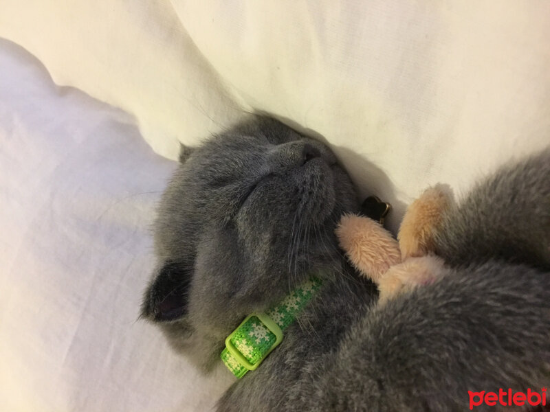 Scottish Fold, Kedi  Yoda fotoğrafı