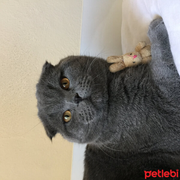 Scottish Fold, Kedi  Yoda fotoğrafı