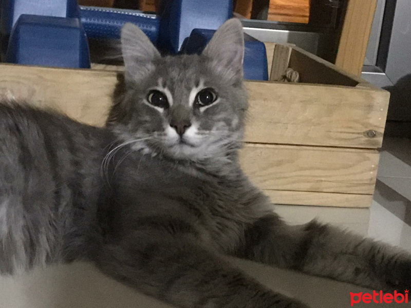 Maine Coon, Kedi  Bobi fotoğrafı