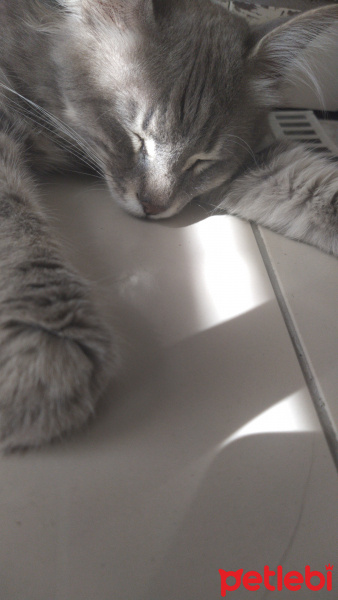 Maine Coon, Kedi  Bobi fotoğrafı