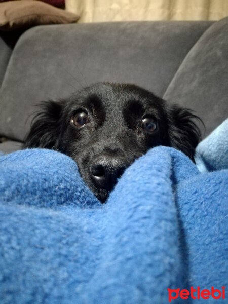 Sokö (Sokak Köpeği), Köpek  dolly fotoğrafı