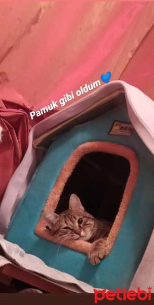 Tekir Kedi, Kedi  Şanslı fotoğrafı