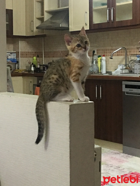 Tekir Kedi, Kedi  Loco fotoğrafı