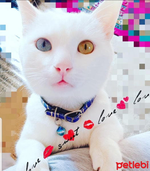 Van Kedisi, Kedi  Pamuk fotoğrafı