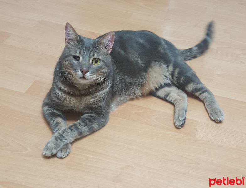 Tekir Kedi, Kedi  korsan fotoğrafı