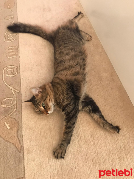 Tekir Kedi, Kedi  Şükufe fotoğrafı