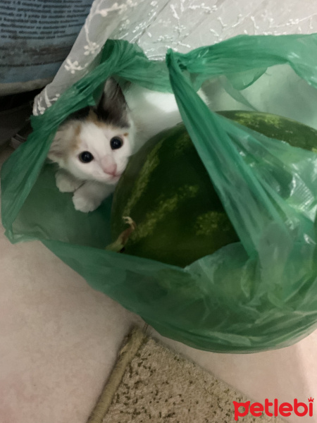 Tekir Kedi, Kedi  Arwen fotoğrafı