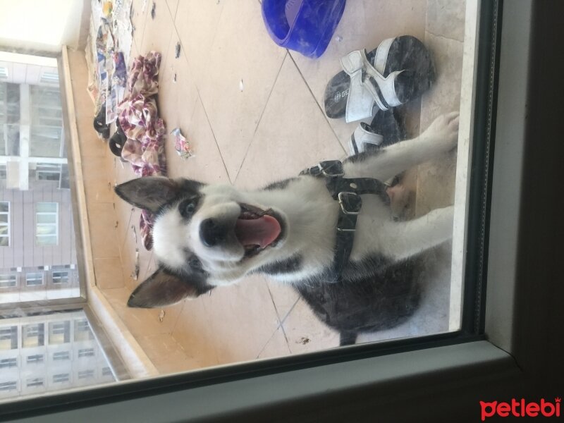 Sibirya Kurdu (Husky), Köpek  ASİL fotoğrafı