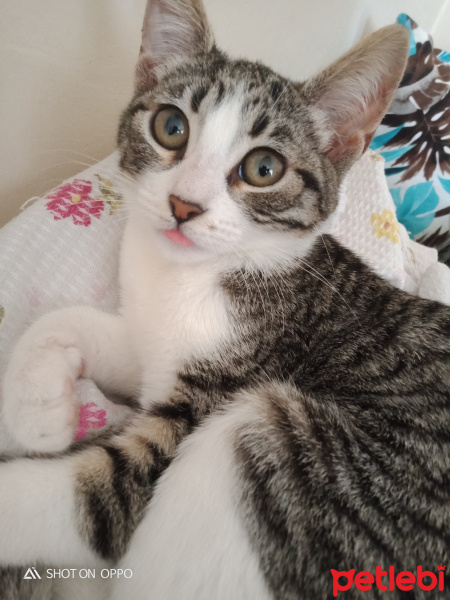 Tekir Kedi, Kedi  Sürmeli fotoğrafı