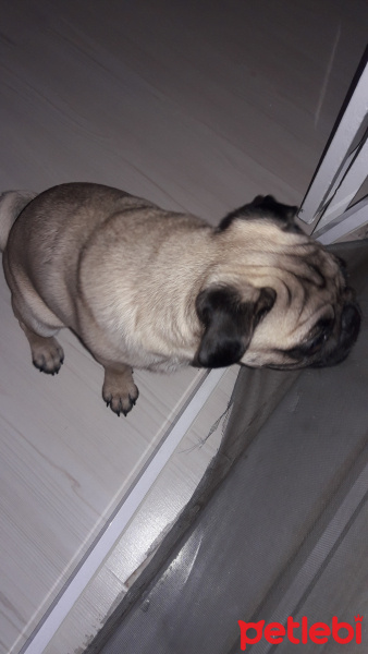 Pug, Köpek  rıfkı fotoğrafı