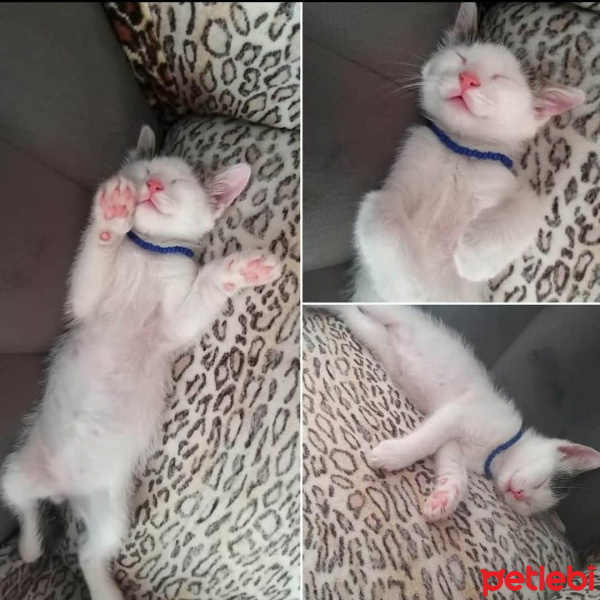 Tekir Kedi, Kedi  Doru fotoğrafı