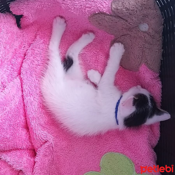 Tekir Kedi, Kedi  Doru fotoğrafı