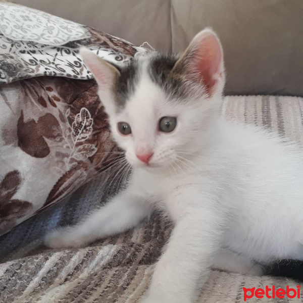 Tekir Kedi, Kedi  Doru fotoğrafı