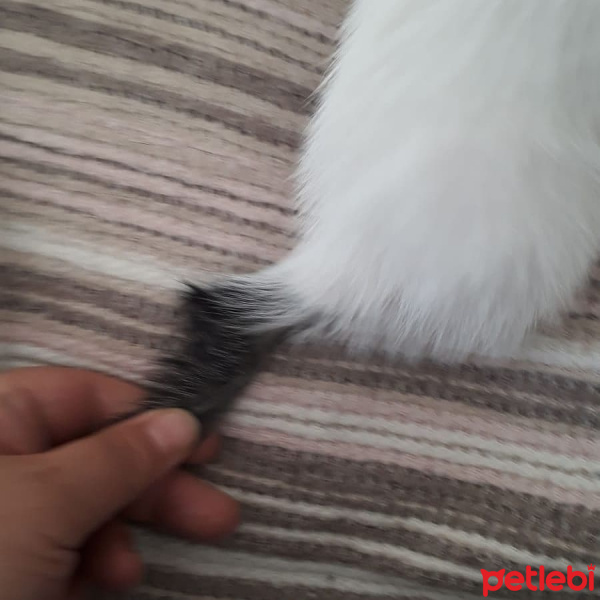 Tekir Kedi, Kedi  Doru fotoğrafı