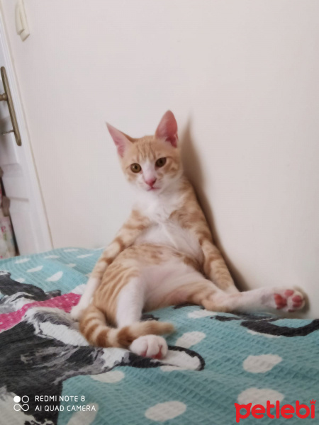 Sarman, Kedi  Balım fotoğrafı