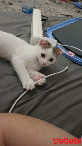 Scottish Fold, Kedi  Leydi fotoğrafı
