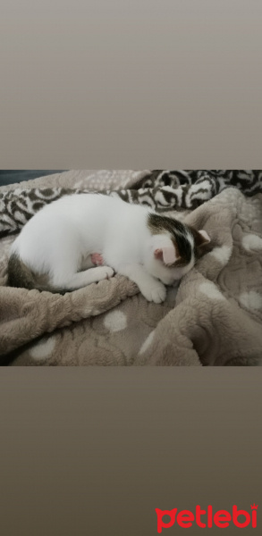 Scottish Fold, Kedi  Leydi fotoğrafı