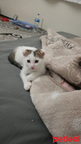 Scottish Fold, Kedi  Leydi fotoğrafı