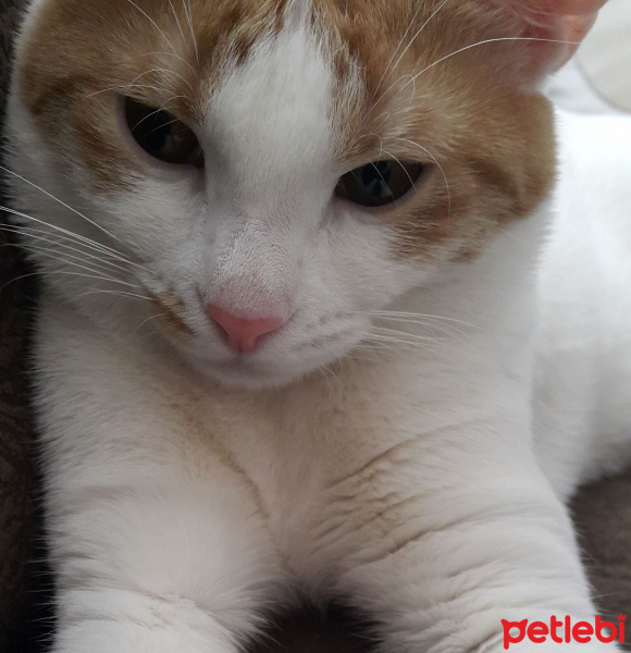 Sarman, Kedi  Dalin fotoğrafı