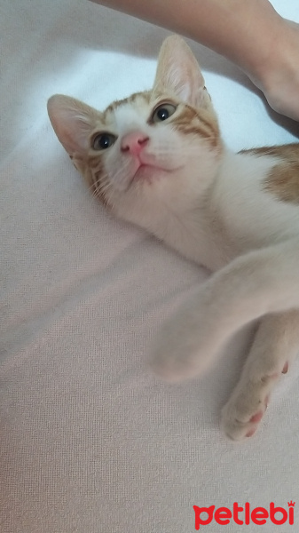 Tekir Kedi, Kedi  İsmi yok fotoğrafı