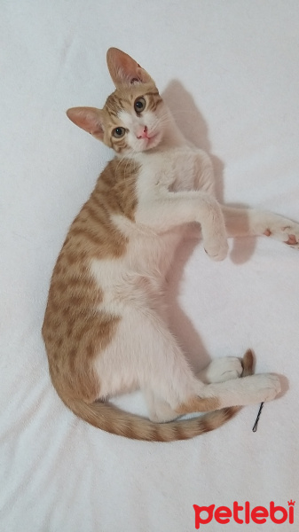 Tekir Kedi, Kedi  İsmi yok fotoğrafı