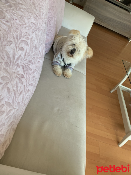 Maltese, Köpek  Alice fotoğrafı