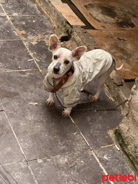 Maltese, Köpek  Alice fotoğrafı