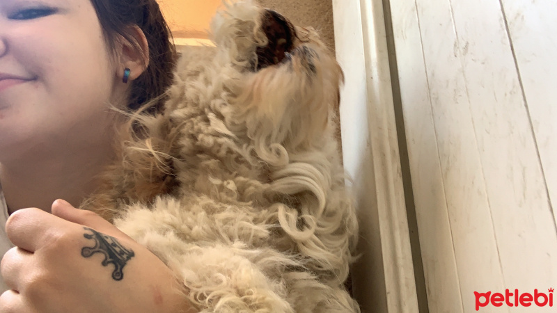 Maltese, Köpek  Alice fotoğrafı