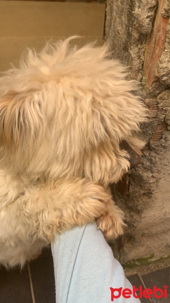 Maltese, Köpek  Alice fotoğrafı