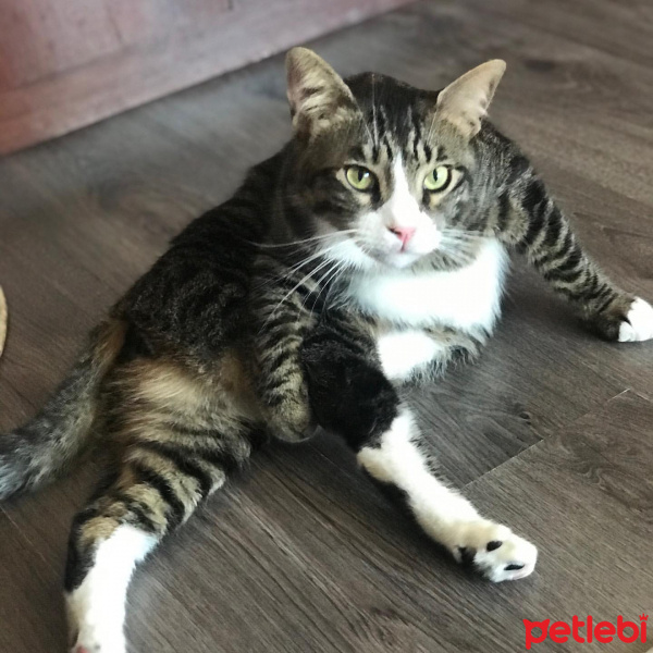 Tekir Kedi, Kedi  LOKUM fotoğrafı