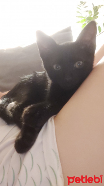 Tekir Kedi, Kedi  Figaro fotoğrafı