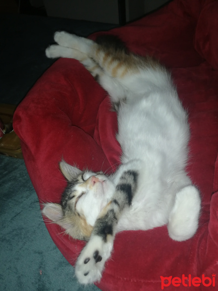 Tekir Kedi, Kedi  Lila fotoğrafı