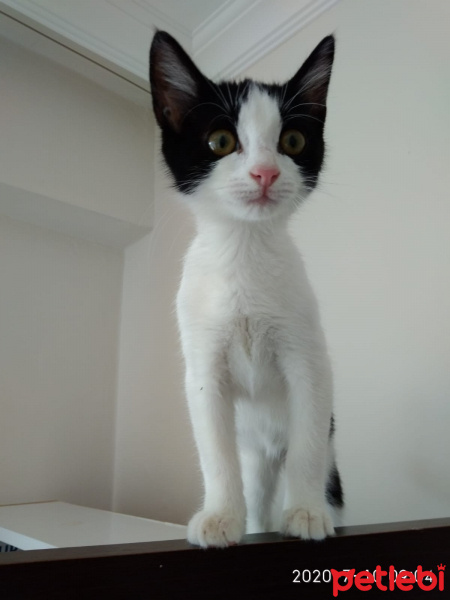 Tekir Kedi, Kedi  LUNA fotoğrafı