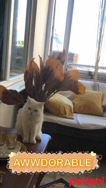 Chinchilla, Kedi  River fotoğrafı