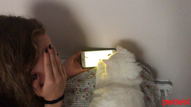 Chinchilla, Kedi  River fotoğrafı