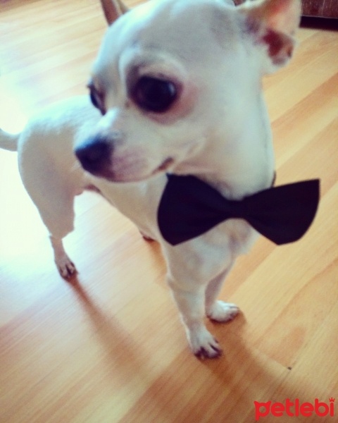 Chihuahua, Köpek  Eros fotoğrafı