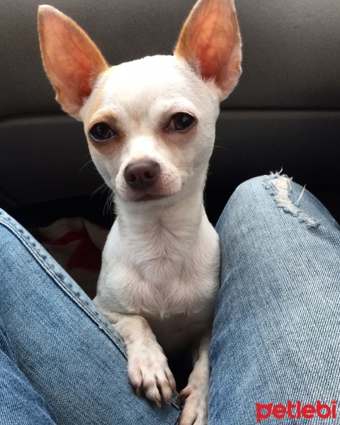 Chihuahua, Köpek  Eros fotoğrafı