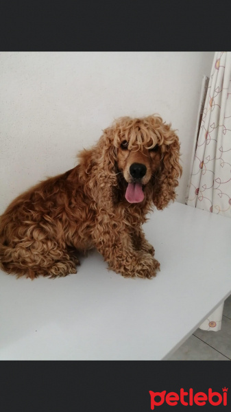 Amerikan Cocker Spaniel, Köpek  Raca fotoğrafı