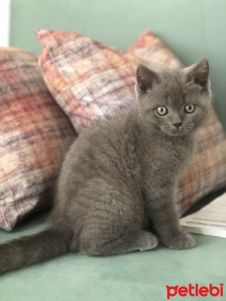 Scottish Fold, Kedi  Mars fotoğrafı
