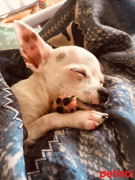 Chihuahua, Köpek  Carlos fotoğrafı