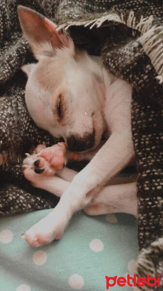 Chihuahua, Köpek  Carlos fotoğrafı